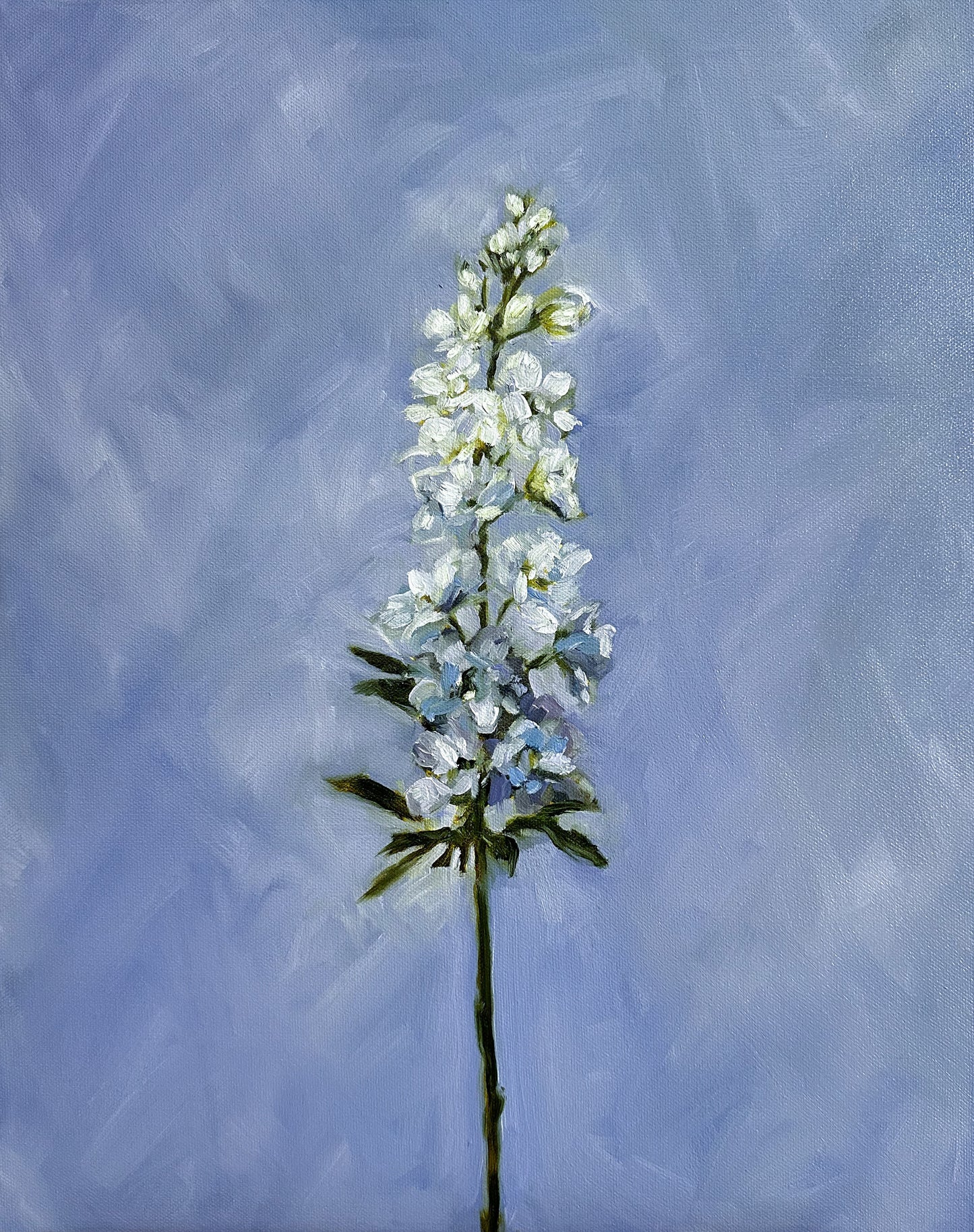 Larkspur